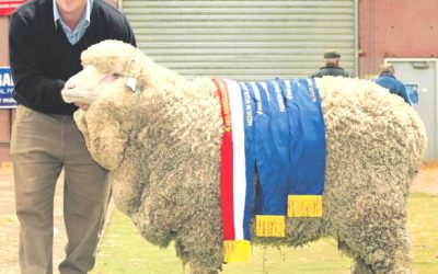 2013 Bendigo Australian Sheep Show